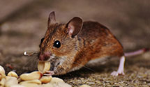 24 Hour & Emergency Exterminators in So Berwick, ME